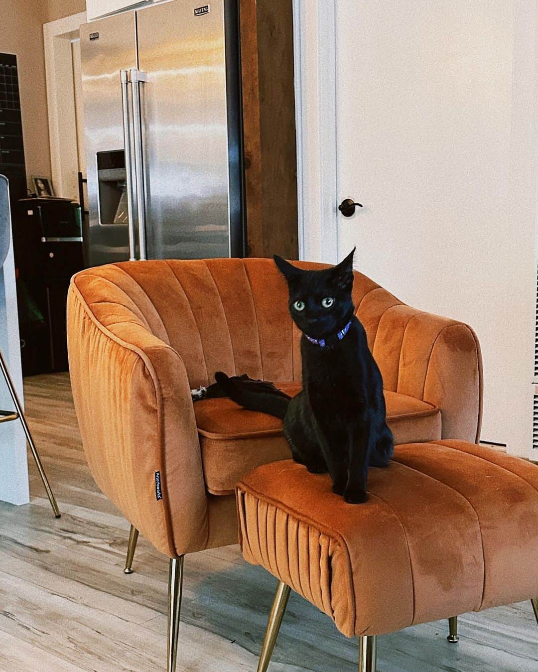 KanaKatanaさんのインスタグラム写真 - (KanaKatanaInstagram)「with the help of my dear friend @yogi_fox (hit her up if you're interested to adopt) who is finding countless cats happy forever home, we met this adorable black cat 🐈‍⬛ her current name Japanese foster parents gave is Kuromame (black bean) we are trying to learn her personality and see what fits, suggestions welcome to send my way 💌 still on trial day 2/10, but we’re obsessed. My queen b Muzik gotta say yes but I’m convinced they would do just fine and our original intention of giving Muzik a companion seems possible. She’s a playful and gentle 7month old, follows me everywhere now 😻 hope to find them in the same spot napping together one day soon.  #adoptdontshop #catmom #furbabies #momletsrecordthat #studiocat」4月10日 22時43分 - kanahishiya
