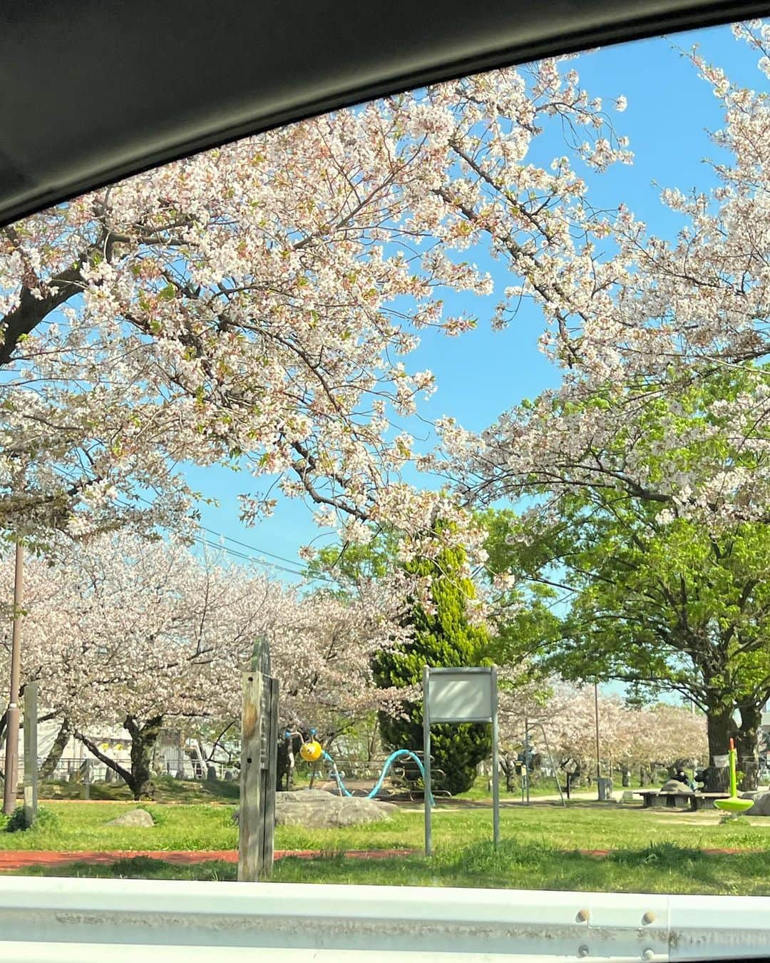 イ・ヨンユさんのインスタグラム写真 - (イ・ヨンユInstagram)「벚꽃 원 없이 봤찌 🌸」4月10日 22時44分 - 0.you__