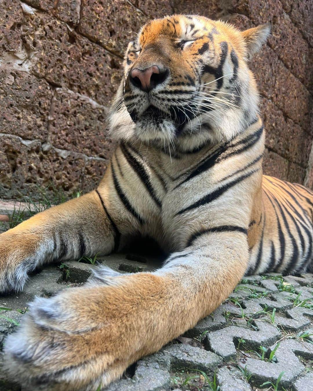 えまぽち(穂波エマ)さんのインスタグラム写真 - (えまぽち(穂波エマ)Instagram)「尻尾で打たれてビビったんすけろ🐯💧  #tiger #🐯 #elephant  #🐘 #thailand #phuket #fyp」4月10日 22時57分 - 07emmapc