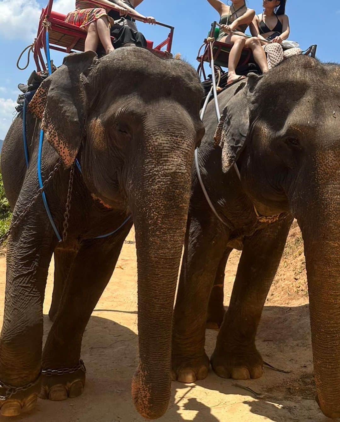 えまぽち(穂波エマ)さんのインスタグラム写真 - (えまぽち(穂波エマ)Instagram)「尻尾で打たれてビビったんすけろ🐯💧  #tiger #🐯 #elephant  #🐘 #thailand #phuket #fyp」4月10日 22時57分 - 07emmapc