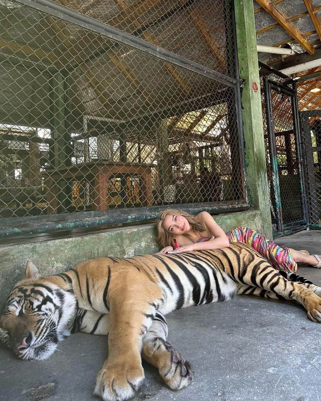 えまぽち(穂波エマ)のインスタグラム：「尻尾で打たれてビビったんすけろ🐯💧  #tiger #🐯 #elephant  #🐘 #thailand #phuket #fyp」