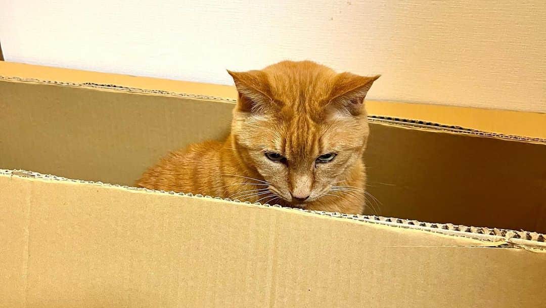 Shinnosukeさんのインスタグラム写真 - (ShinnosukeInstagram)「#秘密基地 らしい。 #猫 #cat #バレバレ」4月10日 22時52分 - shinscapade