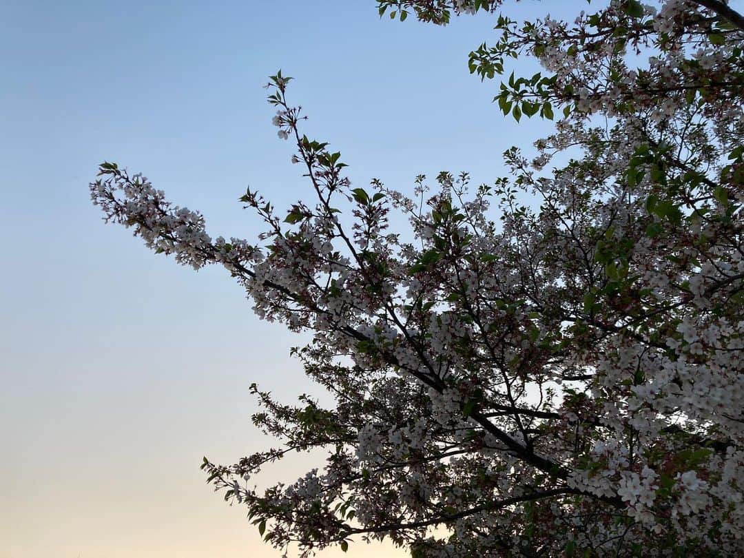 土井コマキさんのインスタグラム写真 - (土井コマキInstagram)「春はグラデーションやねえ。 今年もAcceess!キャンペーン始まったよ🦄 #fm802 #今日もグラデーション」4月10日 22時55分 - doikomaki