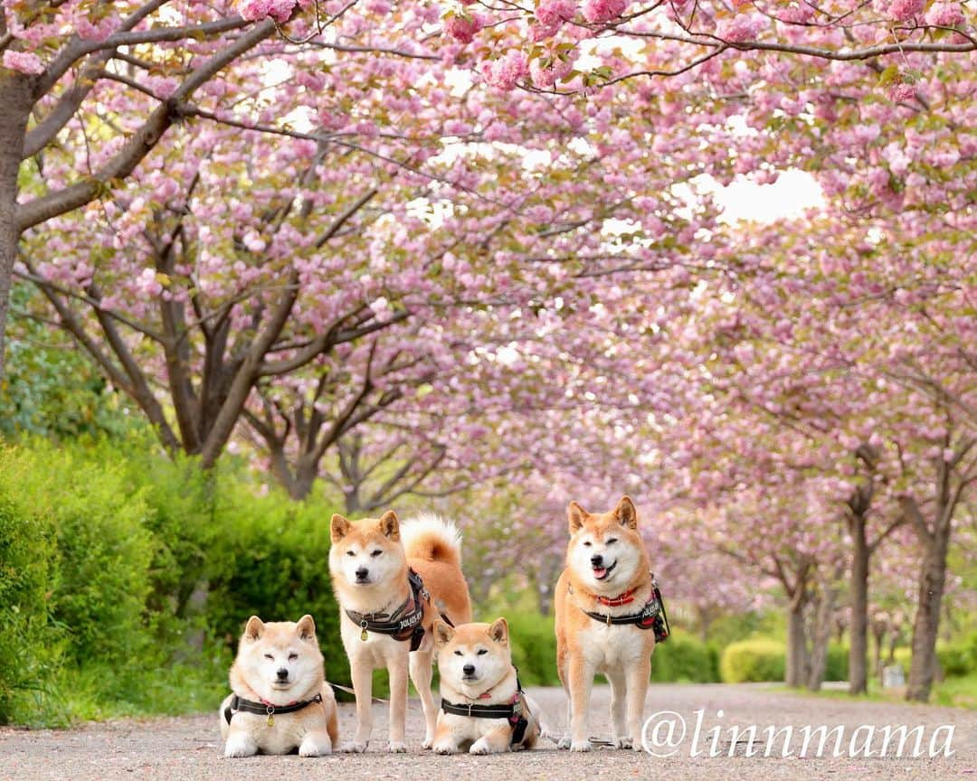 linnmamaさんのインスタグラム写真 - (linnmamaInstagram)「川沿いの桜🌸のトンネル〜満開のサトザクラ🌸がずーっと向こうまで続いてる😊〜季節限定の楽しみ😍 ＊ ＊ ＊ #柴犬#dog #柴犬凜の勇気凜々every day  #多頭飼い  #shibastagram  #my_eos_photo #eosr6 #ドッグフォトグラファーズ #iphone12#iphone12promax  #夕方散歩 #花活 #写活 #サトザクラ#戸田川緑地」4月10日 23時11分 - linnmama