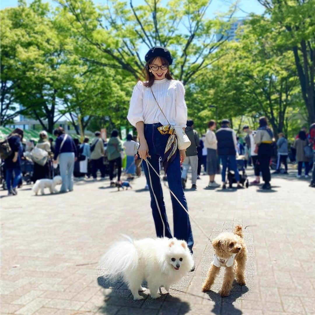 加藤桃子のインスタグラム：「今年も代々木公園で開催されたわんわんカーニバルに行ってきたよ🐶🌸  #代々木公園わんわんカーニバル  #わんわんカーニバル  #代々木公園 #dogfestival  #dog #toypoodle  #teacuppoodle  #pomeranian  #トイプードル #ティーカッププードル  #ポメラニアン」