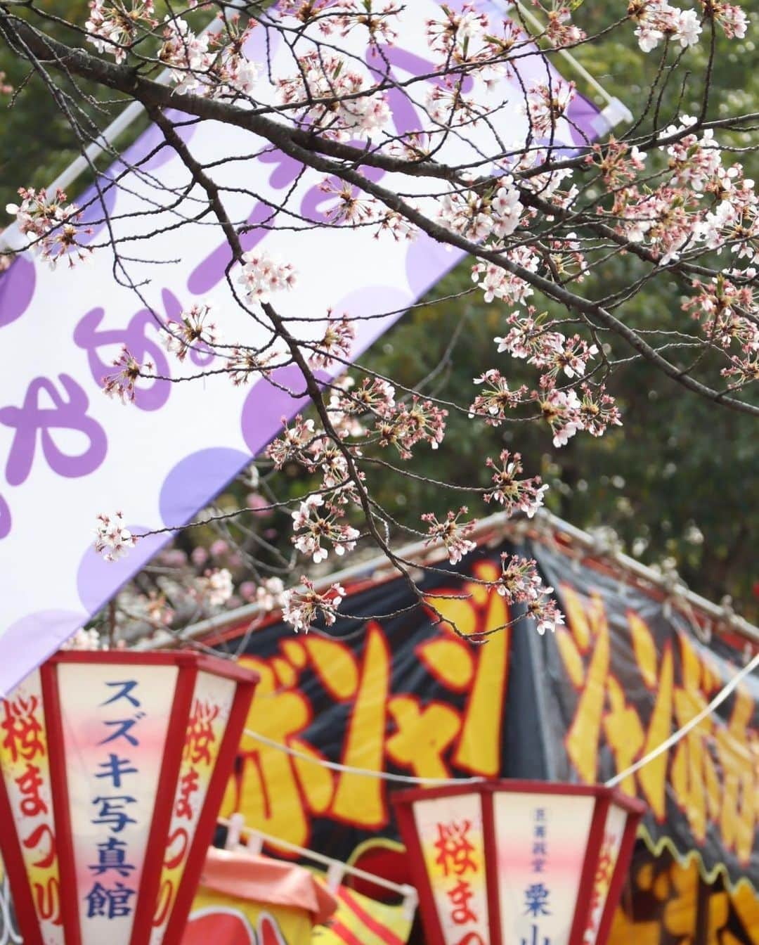 Rediscover Fukushimaさんのインスタグラム写真 - (Rediscover FukushimaInstagram)「🌸 The beautiful Kaiseizan Daijingu Shrine (開成山大神宮) is located right in front of Kaiseizan Park, one of Fukushima prefecture’s most famous sakura spots! 🌸  This shrine looked beautiful last week with its lovely weeping cherry blossoms in full bloom!  🌸 Kaiseizan Daijingu Shrine has an annual sakura festival!  📅 This year’s festival goes from the 1st to the 23rd of April (though it might be best to visit ASAP due to this year’s early bloom!).  📍Location: Koriyama City, Central Fukushima Pref., Japan  Access from Tokyo:   🚅 Take the JR Tohoku Shinkansen from Tokyo or Ueno Station to Koriyama Station [郡山駅] (1 h 30 min).   🚌 From there, take the bus bound for the City Hall [市役所] or to Hayama via Otsuki [麓山経由大槻] (20 min.)   🚲You can also go to the shrine by bicycle (rental bicycles are available at Koriyama Station!)  Have you ever visited this shrine? If so, in what season?  Don’t forget to save this post for your next visit to Kaiseizan Daijingu Shrine!  #visitfukushima #fukushima #fukushimagram #japanese #shrine #shintoshrine #torii #toriigate #japaneseculture #japan #japantravel #japantrip #sakuramatsuri #sakurafestival #cherryblossom #spring #matsuri #japanesematsuri #weepingcherryblossom #koriyamacity #koriyama #kaiseizandaijingu #kaiseizandaijingushrine #beautifulplaces #beautifuljapan #beautifuldestinations #tohoku #tohokutrip #aprilinjapan #beautiful」4月10日 14時27分 - rediscoverfukushima