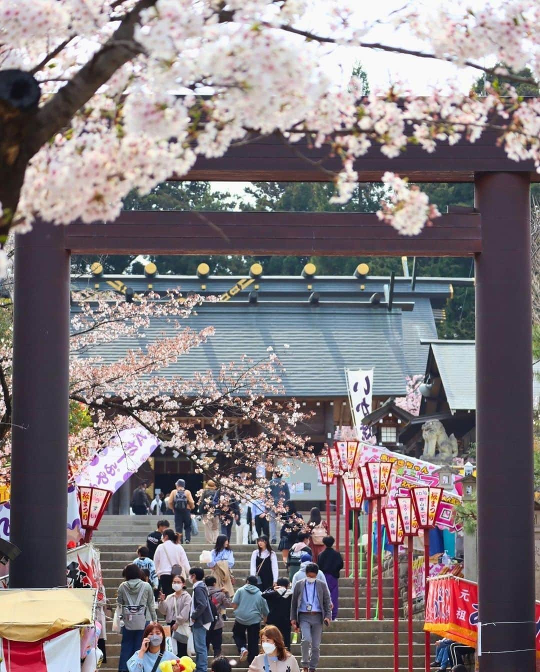 Rediscover Fukushimaさんのインスタグラム写真 - (Rediscover FukushimaInstagram)「🌸 The beautiful Kaiseizan Daijingu Shrine (開成山大神宮) is located right in front of Kaiseizan Park, one of Fukushima prefecture’s most famous sakura spots! 🌸  This shrine looked beautiful last week with its lovely weeping cherry blossoms in full bloom!  🌸 Kaiseizan Daijingu Shrine has an annual sakura festival!  📅 This year’s festival goes from the 1st to the 23rd of April (though it might be best to visit ASAP due to this year’s early bloom!).  📍Location: Koriyama City, Central Fukushima Pref., Japan  Access from Tokyo:   🚅 Take the JR Tohoku Shinkansen from Tokyo or Ueno Station to Koriyama Station [郡山駅] (1 h 30 min).   🚌 From there, take the bus bound for the City Hall [市役所] or to Hayama via Otsuki [麓山経由大槻] (20 min.)   🚲You can also go to the shrine by bicycle (rental bicycles are available at Koriyama Station!)  Have you ever visited this shrine? If so, in what season?  Don’t forget to save this post for your next visit to Kaiseizan Daijingu Shrine!  #visitfukushima #fukushima #fukushimagram #japanese #shrine #shintoshrine #torii #toriigate #japaneseculture #japan #japantravel #japantrip #sakuramatsuri #sakurafestival #cherryblossom #spring #matsuri #japanesematsuri #weepingcherryblossom #koriyamacity #koriyama #kaiseizandaijingu #kaiseizandaijingushrine #beautifulplaces #beautifuljapan #beautifuldestinations #tohoku #tohokutrip #aprilinjapan #beautiful」4月10日 14時27分 - rediscoverfukushima