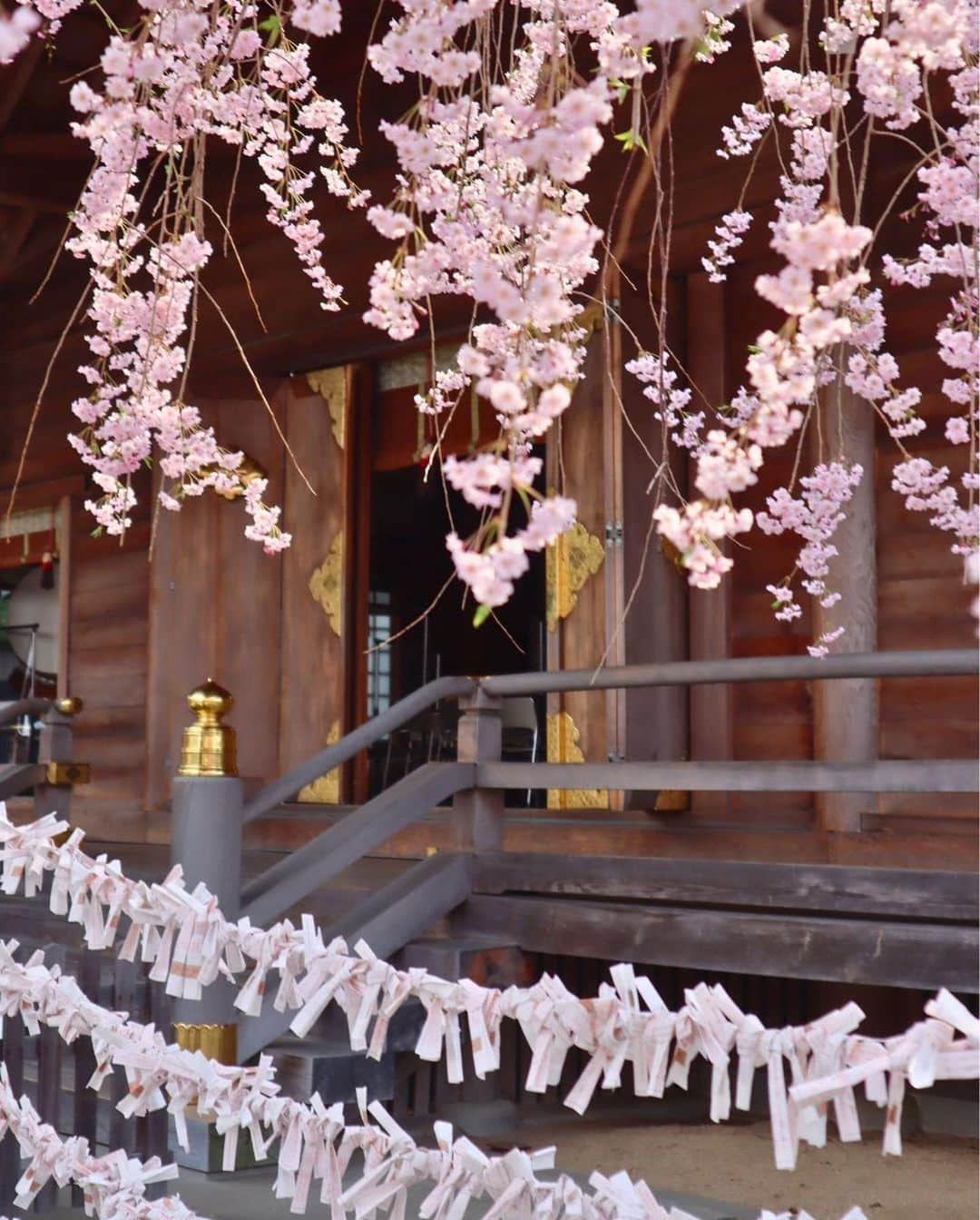 Rediscover Fukushimaさんのインスタグラム写真 - (Rediscover FukushimaInstagram)「🌸 The beautiful Kaiseizan Daijingu Shrine (開成山大神宮) is located right in front of Kaiseizan Park, one of Fukushima prefecture’s most famous sakura spots! 🌸  This shrine looked beautiful last week with its lovely weeping cherry blossoms in full bloom!  🌸 Kaiseizan Daijingu Shrine has an annual sakura festival!  📅 This year’s festival goes from the 1st to the 23rd of April (though it might be best to visit ASAP due to this year’s early bloom!).  📍Location: Koriyama City, Central Fukushima Pref., Japan  Access from Tokyo:   🚅 Take the JR Tohoku Shinkansen from Tokyo or Ueno Station to Koriyama Station [郡山駅] (1 h 30 min).   🚌 From there, take the bus bound for the City Hall [市役所] or to Hayama via Otsuki [麓山経由大槻] (20 min.)   🚲You can also go to the shrine by bicycle (rental bicycles are available at Koriyama Station!)  Have you ever visited this shrine? If so, in what season?  Don’t forget to save this post for your next visit to Kaiseizan Daijingu Shrine!  #visitfukushima #fukushima #fukushimagram #japanese #shrine #shintoshrine #torii #toriigate #japaneseculture #japan #japantravel #japantrip #sakuramatsuri #sakurafestival #cherryblossom #spring #matsuri #japanesematsuri #weepingcherryblossom #koriyamacity #koriyama #kaiseizandaijingu #kaiseizandaijingushrine #beautifulplaces #beautifuljapan #beautifuldestinations #tohoku #tohokutrip #aprilinjapan #beautiful」4月10日 14時27分 - rediscoverfukushima