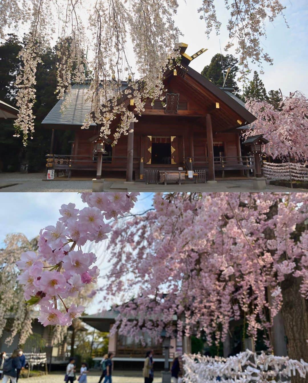 Rediscover Fukushimaさんのインスタグラム写真 - (Rediscover FukushimaInstagram)「🌸 The beautiful Kaiseizan Daijingu Shrine (開成山大神宮) is located right in front of Kaiseizan Park, one of Fukushima prefecture’s most famous sakura spots! 🌸  This shrine looked beautiful last week with its lovely weeping cherry blossoms in full bloom!  🌸 Kaiseizan Daijingu Shrine has an annual sakura festival!  📅 This year’s festival goes from the 1st to the 23rd of April (though it might be best to visit ASAP due to this year’s early bloom!).  📍Location: Koriyama City, Central Fukushima Pref., Japan  Access from Tokyo:   🚅 Take the JR Tohoku Shinkansen from Tokyo or Ueno Station to Koriyama Station [郡山駅] (1 h 30 min).   🚌 From there, take the bus bound for the City Hall [市役所] or to Hayama via Otsuki [麓山経由大槻] (20 min.)   🚲You can also go to the shrine by bicycle (rental bicycles are available at Koriyama Station!)  Have you ever visited this shrine? If so, in what season?  Don’t forget to save this post for your next visit to Kaiseizan Daijingu Shrine!  #visitfukushima #fukushima #fukushimagram #japanese #shrine #shintoshrine #torii #toriigate #japaneseculture #japan #japantravel #japantrip #sakuramatsuri #sakurafestival #cherryblossom #spring #matsuri #japanesematsuri #weepingcherryblossom #koriyamacity #koriyama #kaiseizandaijingu #kaiseizandaijingushrine #beautifulplaces #beautifuljapan #beautifuldestinations #tohoku #tohokutrip #aprilinjapan #beautiful」4月10日 14時27分 - rediscoverfukushima
