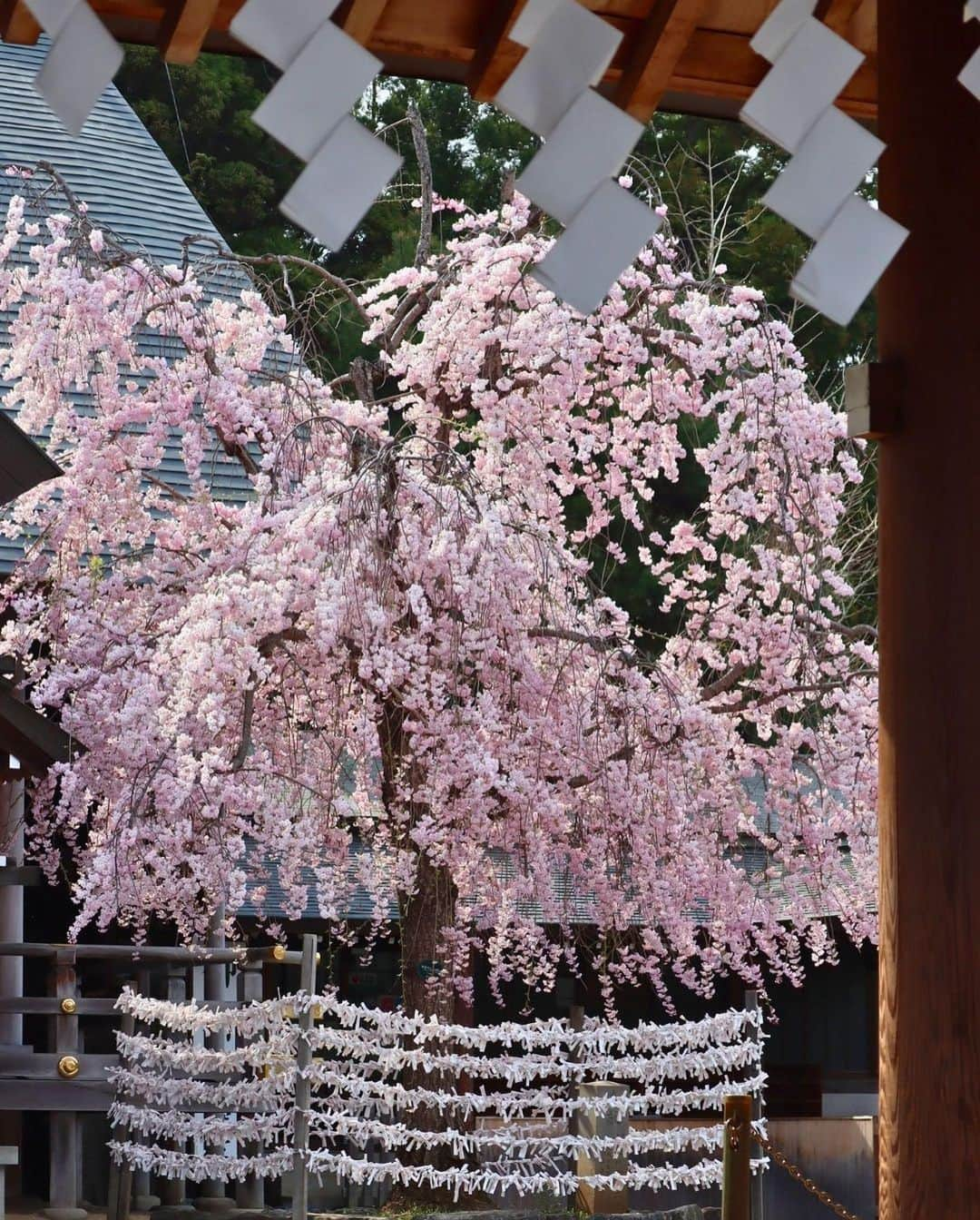 Rediscover Fukushimaさんのインスタグラム写真 - (Rediscover FukushimaInstagram)「🌸 The beautiful Kaiseizan Daijingu Shrine (開成山大神宮) is located right in front of Kaiseizan Park, one of Fukushima prefecture’s most famous sakura spots! 🌸  This shrine looked beautiful last week with its lovely weeping cherry blossoms in full bloom!  🌸 Kaiseizan Daijingu Shrine has an annual sakura festival!  📅 This year’s festival goes from the 1st to the 23rd of April (though it might be best to visit ASAP due to this year’s early bloom!).  📍Location: Koriyama City, Central Fukushima Pref., Japan  Access from Tokyo:   🚅 Take the JR Tohoku Shinkansen from Tokyo or Ueno Station to Koriyama Station [郡山駅] (1 h 30 min).   🚌 From there, take the bus bound for the City Hall [市役所] or to Hayama via Otsuki [麓山経由大槻] (20 min.)   🚲You can also go to the shrine by bicycle (rental bicycles are available at Koriyama Station!)  Have you ever visited this shrine? If so, in what season?  Don’t forget to save this post for your next visit to Kaiseizan Daijingu Shrine!  #visitfukushima #fukushima #fukushimagram #japanese #shrine #shintoshrine #torii #toriigate #japaneseculture #japan #japantravel #japantrip #sakuramatsuri #sakurafestival #cherryblossom #spring #matsuri #japanesematsuri #weepingcherryblossom #koriyamacity #koriyama #kaiseizandaijingu #kaiseizandaijingushrine #beautifulplaces #beautifuljapan #beautifuldestinations #tohoku #tohokutrip #aprilinjapan #beautiful」4月10日 14時27分 - rediscoverfukushima