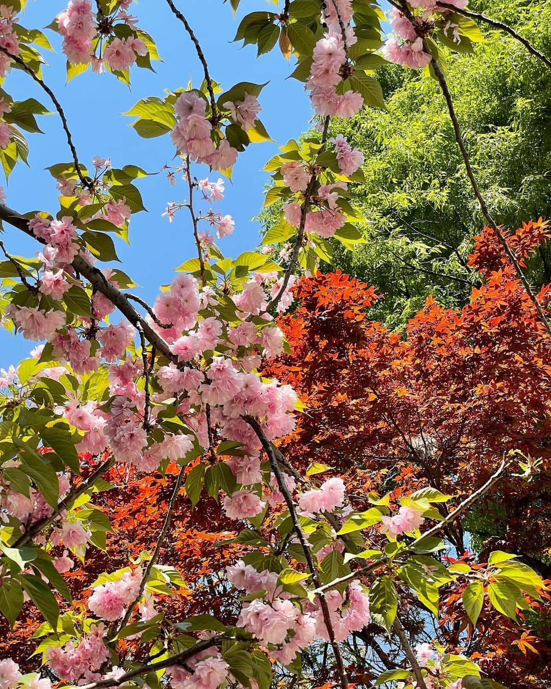 のインスタグラム：「雲ひとつない、いいお天気。  そんな日は朝から公園遊び🌿 あたたかくなってきて、虫たちも顔を出し、虫観察が好きな長男はとても嬉しそう。  一緒に蟻の巣の観察をし、地面をじーっと見た後に、なにげなく上を見上げたら八重桜ともみじが綺麗で、思わず撮ってしまった。」