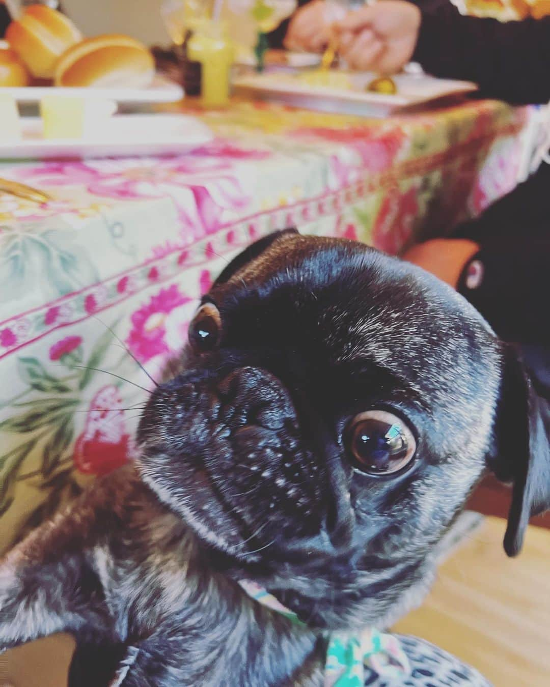 pugsofinstagramさんのインスタグラム写真 - (pugsofinstagramInstagram)「1. Noticing 2. Strategizing 3. Requesting 4. Waiting」4月10日 14時46分 - pugsofinstagram