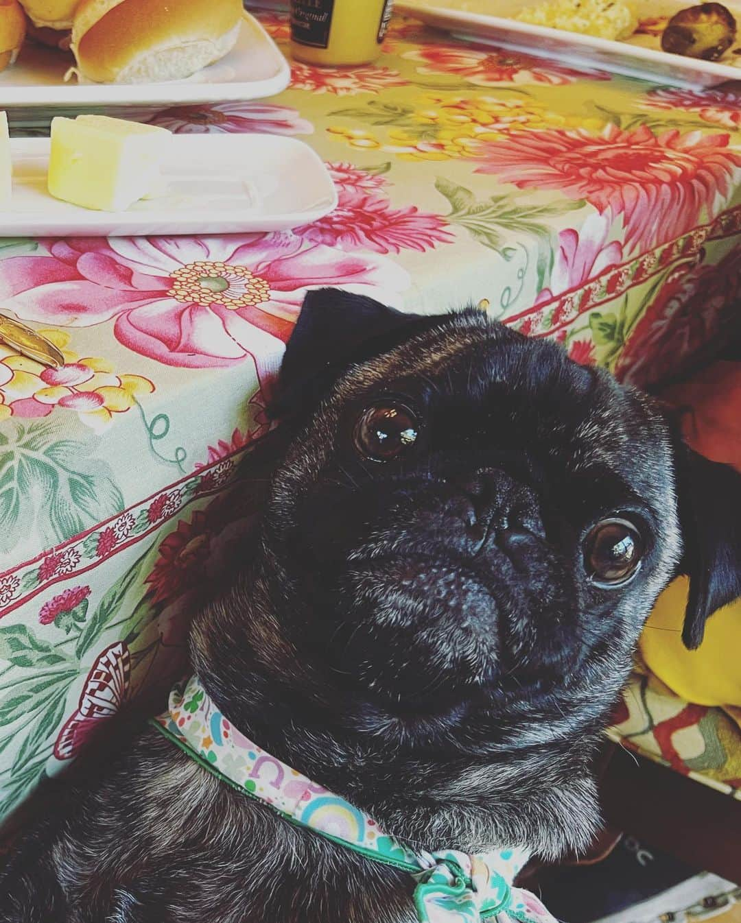 pugsofinstagramさんのインスタグラム写真 - (pugsofinstagramInstagram)「1. Noticing 2. Strategizing 3. Requesting 4. Waiting」4月10日 14時46分 - pugsofinstagram