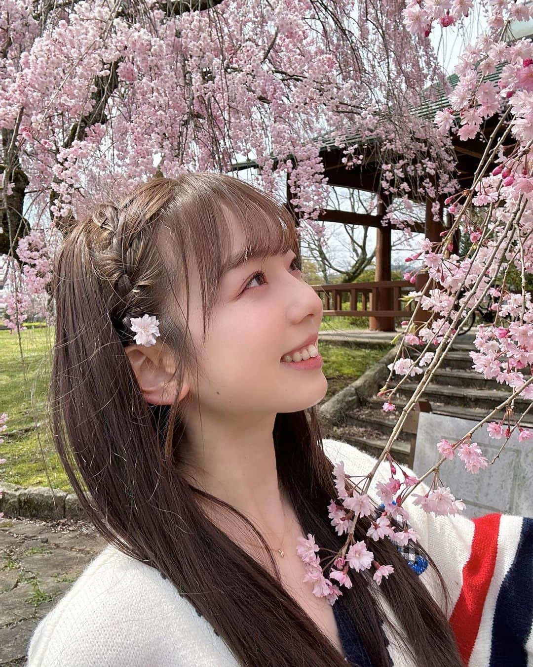 西田ひらりのインスタグラム：「ちょっとだけ実家に帰省していました☺︎ ちょうど桜が満開で、綺麗だったなぁ🌸  こーんなに綺麗なのに、周りに誰もいなくて、独り占めしちゃった気分😚🌵」