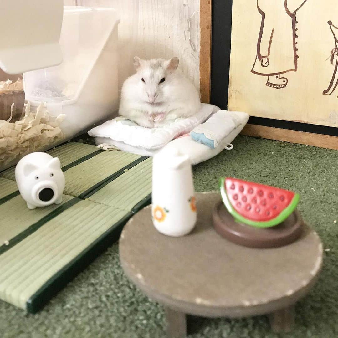 hamster_mocoさんのインスタグラム写真 - (hamster_mocoInstagram)「リアルすみっコぐらし🤭 真っ白でお餅みたいだった ふぅちゃん🐹🌈和室のすみっコでくつろぐ姿が可愛くて密かにお気に入りの写真です。 #すみっコぐらし   大好評開催中❣️ #まるっと小動物展2023in調布   ✼••┈┈••✼••┈┈••✼••┈┈••✼••┈┈••✼  🐭小動物の合同写真展＆物販展🐾 「まるっと小動物展 2023 in 調布」  ▫️開催期間2023.4.1 (土) 〜 2023.4.16 (日) ▫️営業時間10:00～20:30 ※金曜日のみ21:00まで ※最終日は18:00閉場 ▫️休館日	なし ▫️会場 調布パルコ 2階 催事場 〒182-0026 調布市 小島町１丁目３８−１ 電話番号	03-5809-3917 ▫️入場料	無料 ▫️主催 株式会社BACON ✼••┈┈••✼••┈┈••✼••┈┈••✼••┈┈••✼  毎年開催されているまるっと小動物展ですが、今回はなんと入場無料です👏😳  私は【asahi】という作家名でハンドメイドのチンチラやハムスターグッズの販売も致します🙌🏼 お近くの方は是非お立ち寄り頂けたら嬉しいです🐹🐭✨ 2023.4.10  #ハムスターふぅ#ハムスター#ジャンガリアンハムスター#ジャンガリアン#ホワイトパールハムスター  #クリーミーラインジャンガリアンハムスター #ふわもこ部 #モフモフ#ペット#ハムスタグラム#ハムスターベビー #hamster#djungarian#hamstagram#hammy#happy_pets#PET_OF_OUR_WORLD#igersjp#ig_japan#instapet#weeklyfluff#kawaii#cute#仓鼠#정글리안#햄스터#9gag」4月10日 14時52分 - asahi.fl