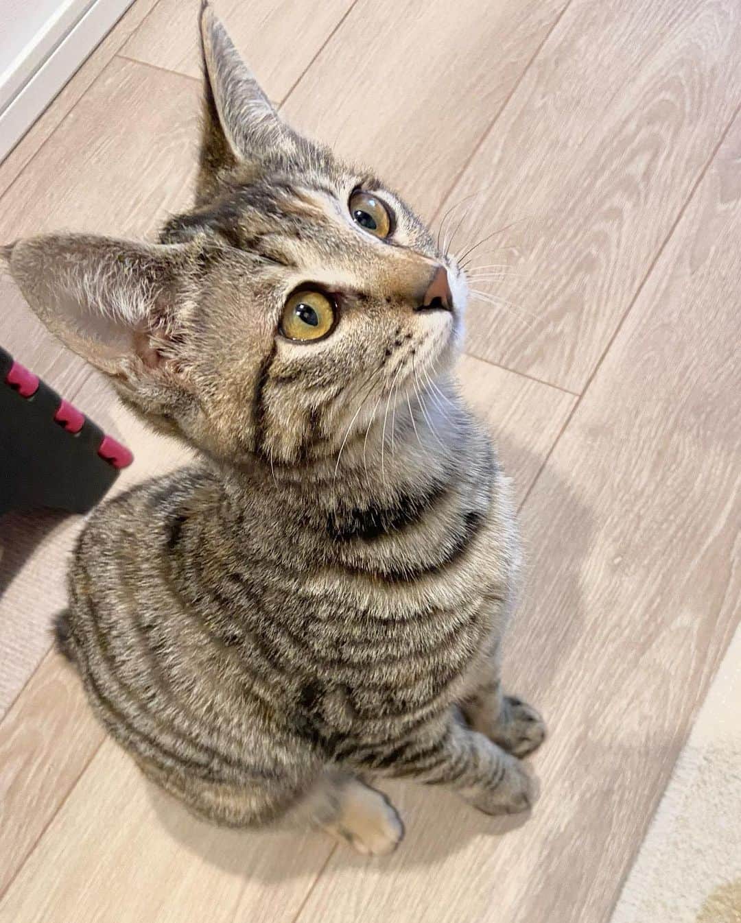 のインスタグラム：「Two weeks have passed since Kamui came to my house.🐈  I've been living alone for a long time, but now the house is very lively."💕💕」