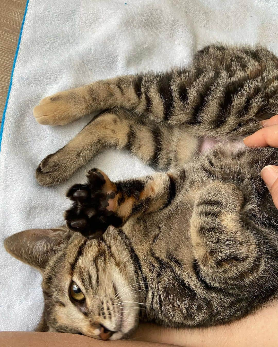 麗華さんのインスタグラム写真 - (麗華Instagram)「Two weeks have passed since Kamui came to my house.🐈  I've been living alone for a long time, but now the house is very lively."💕💕」4月10日 15時14分 - reika_japan_