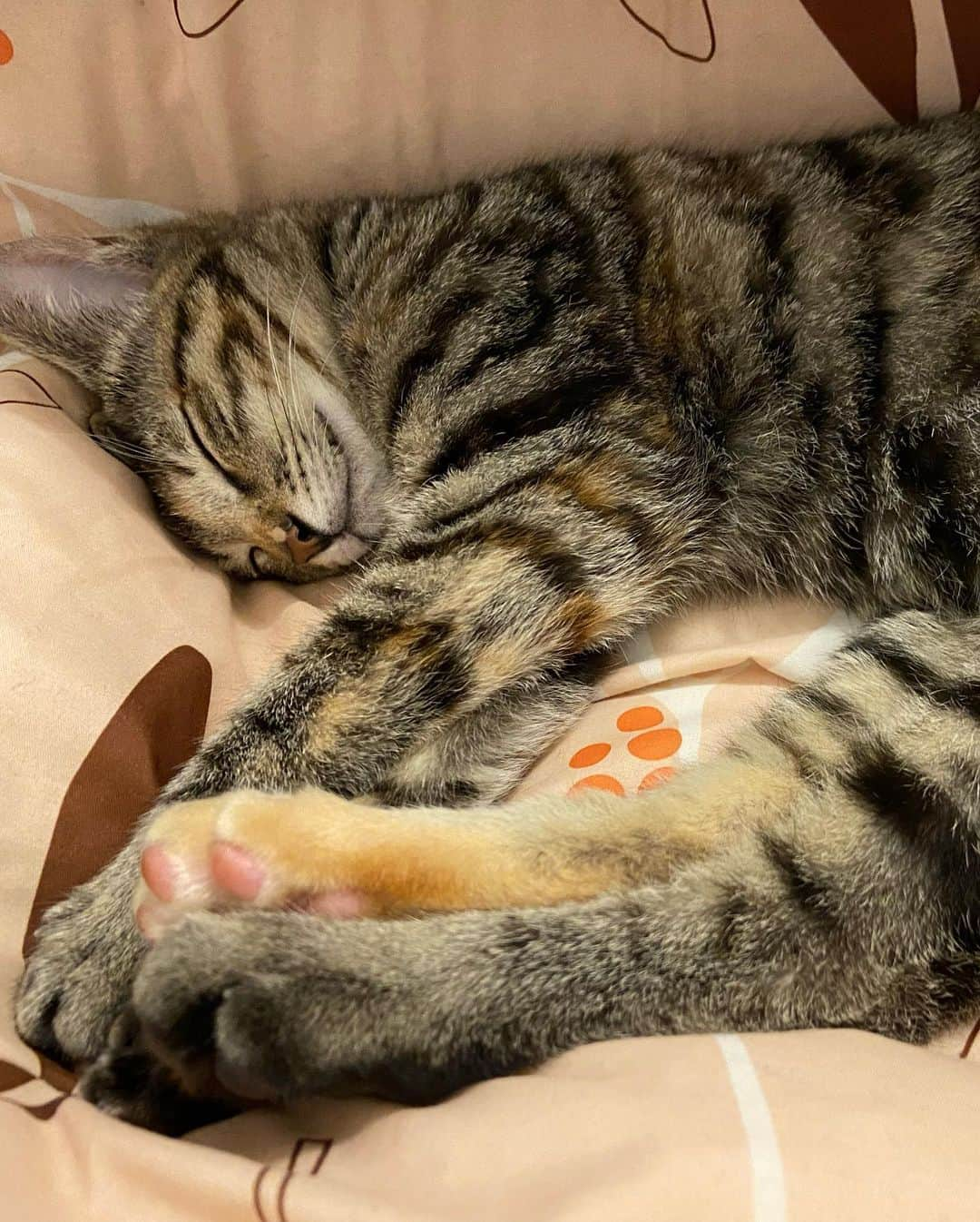 麗華さんのインスタグラム写真 - (麗華Instagram)「Two weeks have passed since Kamui came to my house.🐈  I've been living alone for a long time, but now the house is very lively."💕💕」4月10日 15時14分 - reika_japan_