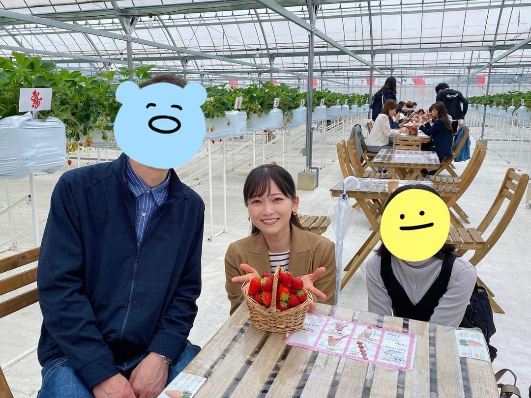 南雲穂波のインスタグラム：「#すまいるベリーズ長久手 🍓 両親といちご狩り🍓  #アップ！の取材でお世話になった場所です☻ 入場料といちご狩り料金が分かれているので、3人でバスケット1杯分という選択ができる嬉しいシステム.  申し訳ないくらいカゴいっぱいに盛りました. #よつぼし 美味しかった♡  #メーテレアナウンサー #南雲穂波」