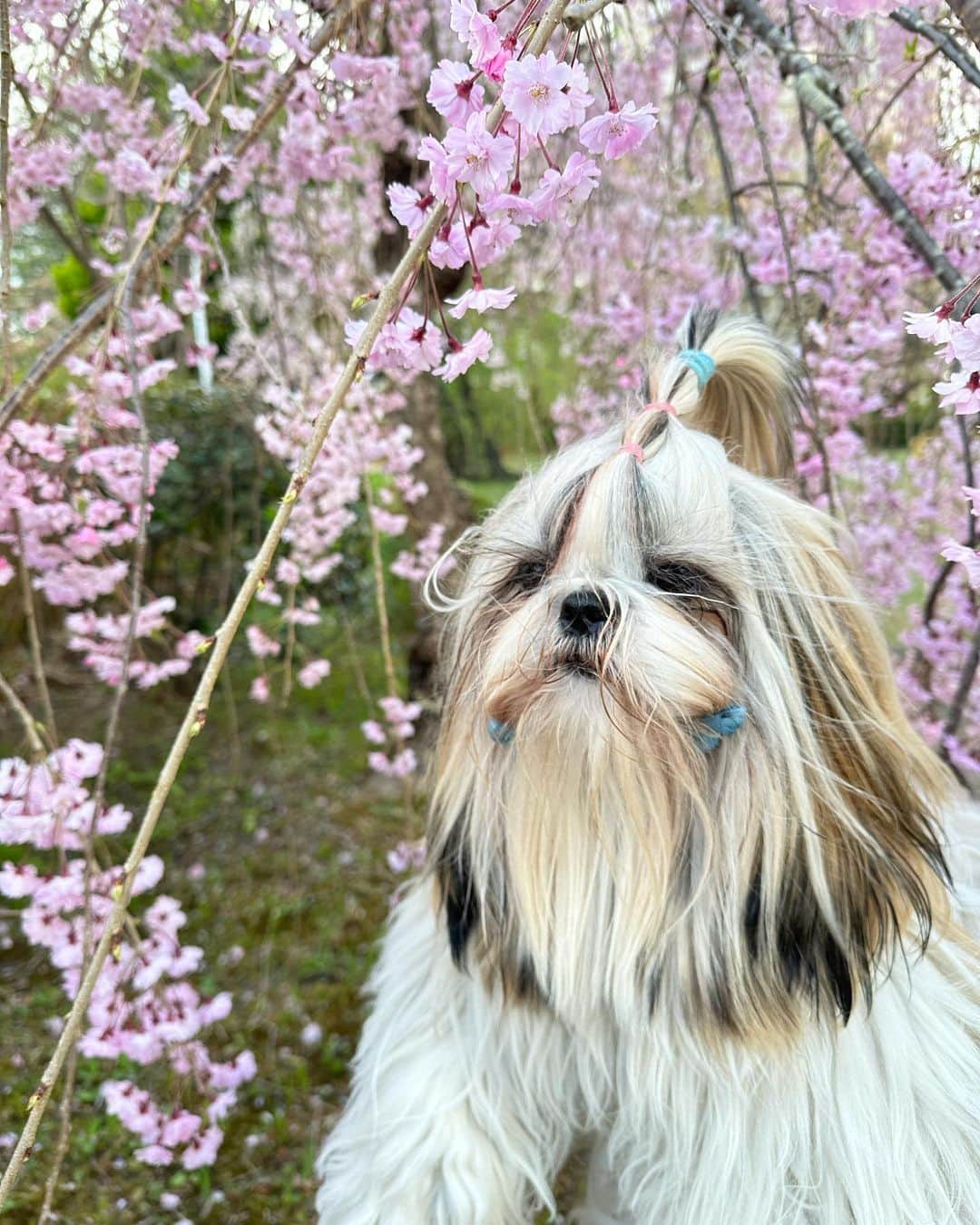 ririさんのインスタグラム写真 - (ririInstagram)「昨日は実家のりんちゃんの 一周忌🕊でした🌸  桜の季節に旅立って 1年たちました😳 二代目🌸百ちゃんと お花見して 少し家族も元気になっていたので 良かったです☺️💓🌈  ももちゃん髪の毛長すぎて😂 まだパピーだよ🍼😂💓  #love #happy #シーズー #dog」4月10日 15時26分 - riri.ribon