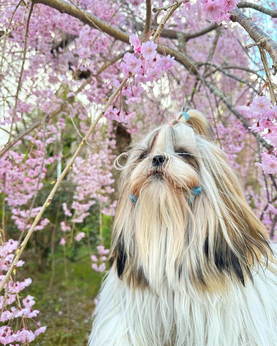 ririのインスタグラム：「昨日は実家のりんちゃんの 一周忌🕊でした🌸  桜の季節に旅立って 1年たちました😳 二代目🌸百ちゃんと お花見して 少し家族も元気になっていたので 良かったです☺️💓🌈  ももちゃん髪の毛長すぎて😂 まだパピーだよ🍼😂💓  #love #happy #シーズー #dog」