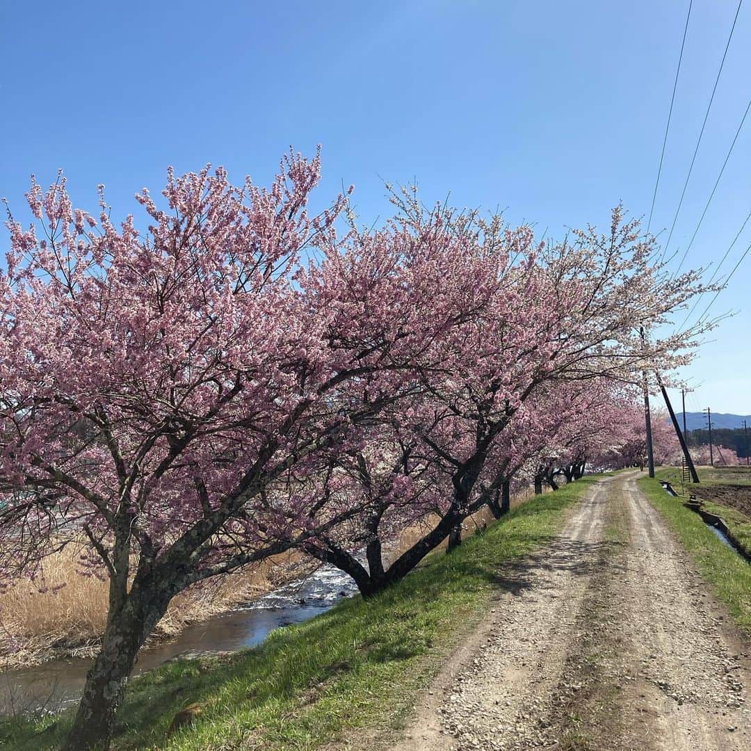 井上荒野さんのインスタグラム写真 - (井上荒野Instagram)「天気がいいので浮かれておにぎり作ってしまった。昨日の土佐煮に豚そぼろを合わせてごはんに混ぜたけど、豚そぼろ余計だった、味としてはおいしかったけどなんか筍に失礼な感じだった。うちの周囲は桜はこれから🌸」4月10日 15時39分 - arereno