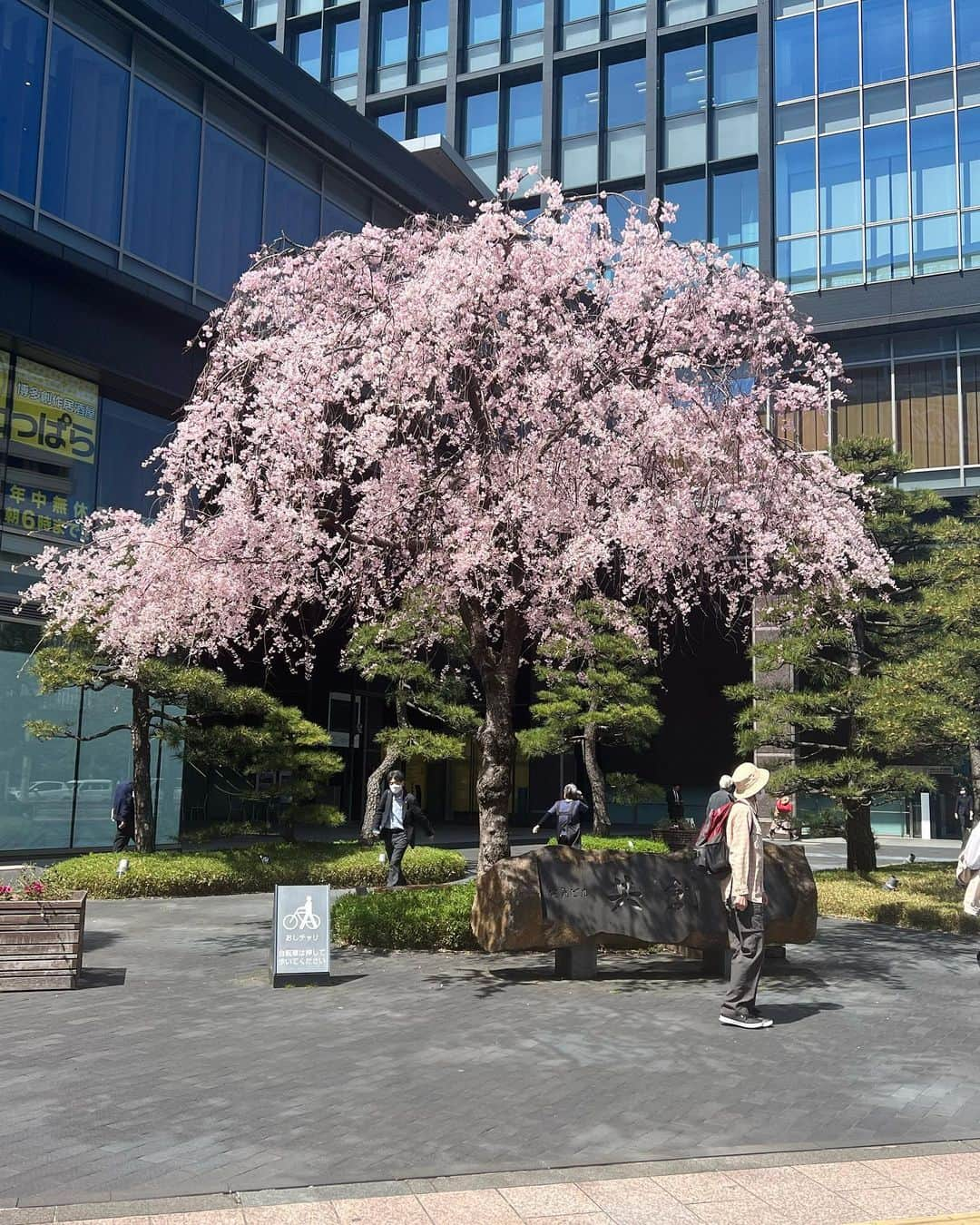 木下美咲のインスタグラム：「🌸」