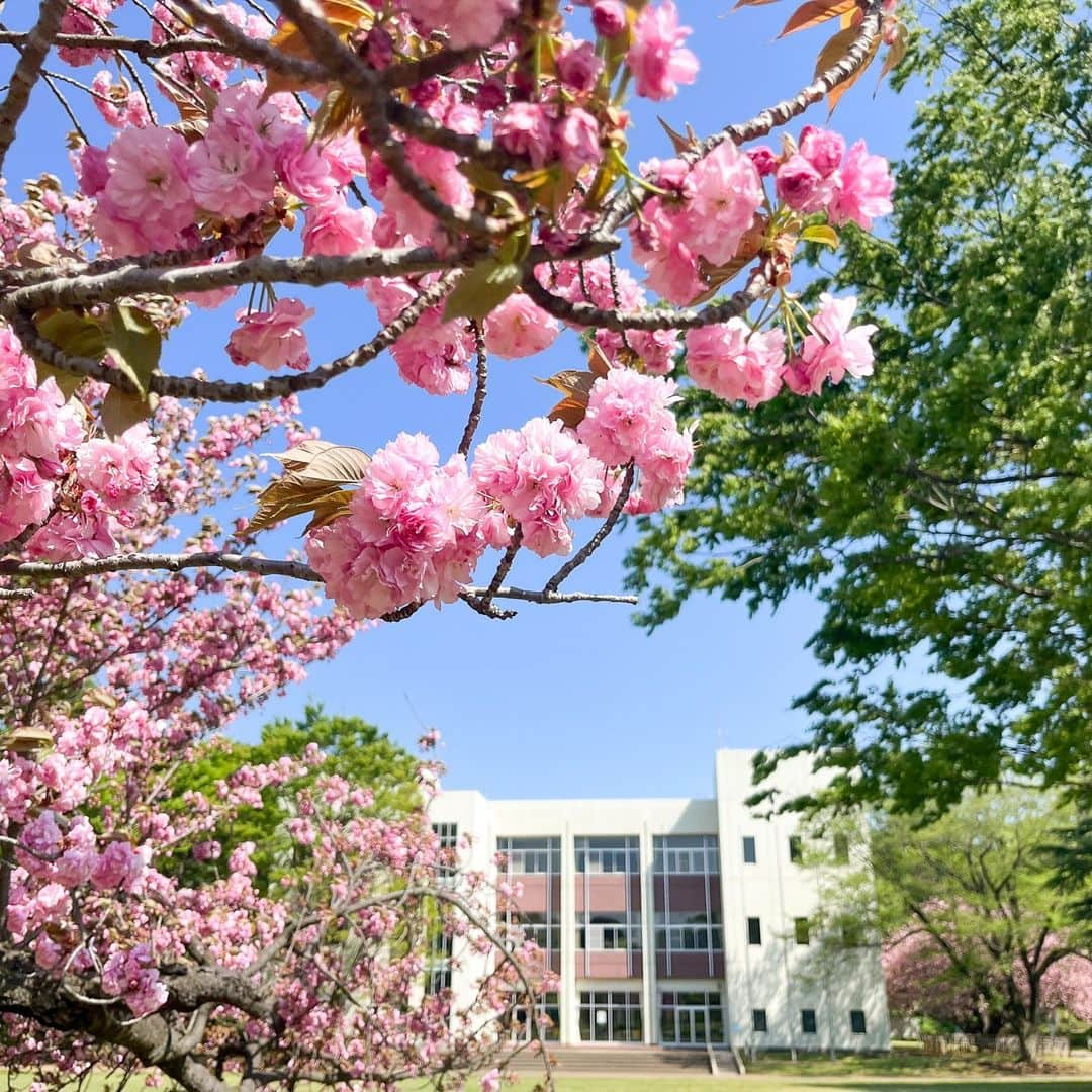 公益財団法人モラロジー研究所のインスタグラム：「学園のソメイヨシノの見頃は終わりましたが、中央芝生の中心に生えているフゲンゾウや研修館前の八重桜は満開です🌸」