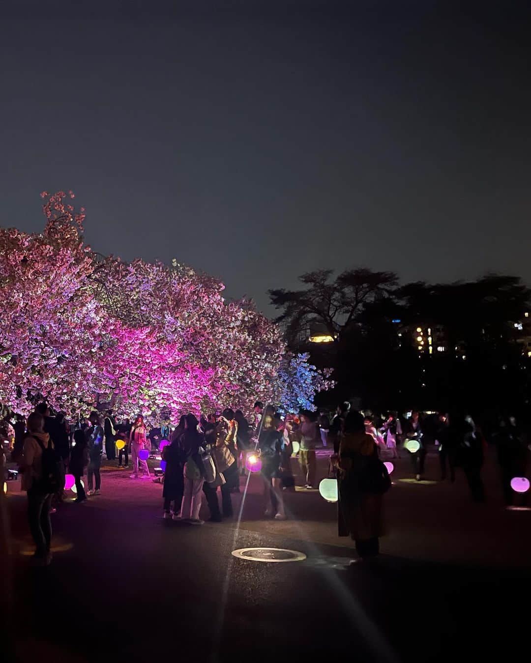 CHIHARUさんのインスタグラム写真 - (CHIHARUInstagram)「昨夜、新宿御苑で開催されている 「NAKED 桜の新宿御苑」へ行ってきました。  すごく綺麗でした。  昨日は日曜日だったからか、たくさんの人で大賑わい。 まだ桜は楽しめますよ。  新宿御苑の夜桜、オススメです。  お時間見つけて是非〜。  #nakedさくらの新宿御苑  #新宿御苑 #桜 #夜桜 #りゅうちゃん #CHIHARU #ヘアメイクCHIHARU #宝塚og #元宝塚歌劇団 #元タカラジェンヌ」4月10日 16時11分 - shoyabuki0426