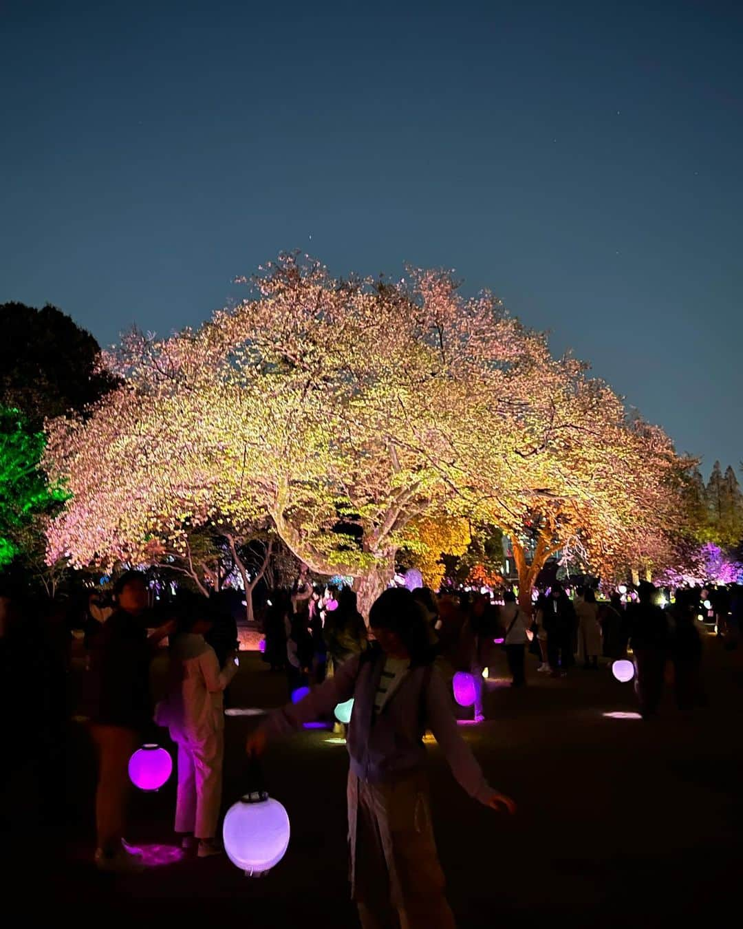 CHIHARUのインスタグラム：「昨夜、新宿御苑で開催されている 「NAKED 桜の新宿御苑」へ行ってきました。  すごく綺麗でした。  昨日は日曜日だったからか、たくさんの人で大賑わい。 まだ桜は楽しめますよ。  新宿御苑の夜桜、オススメです。  お時間見つけて是非〜。  #nakedさくらの新宿御苑  #新宿御苑 #桜 #夜桜 #りゅうちゃん #CHIHARU #ヘアメイクCHIHARU #宝塚og #元宝塚歌劇団 #元タカラジェンヌ」