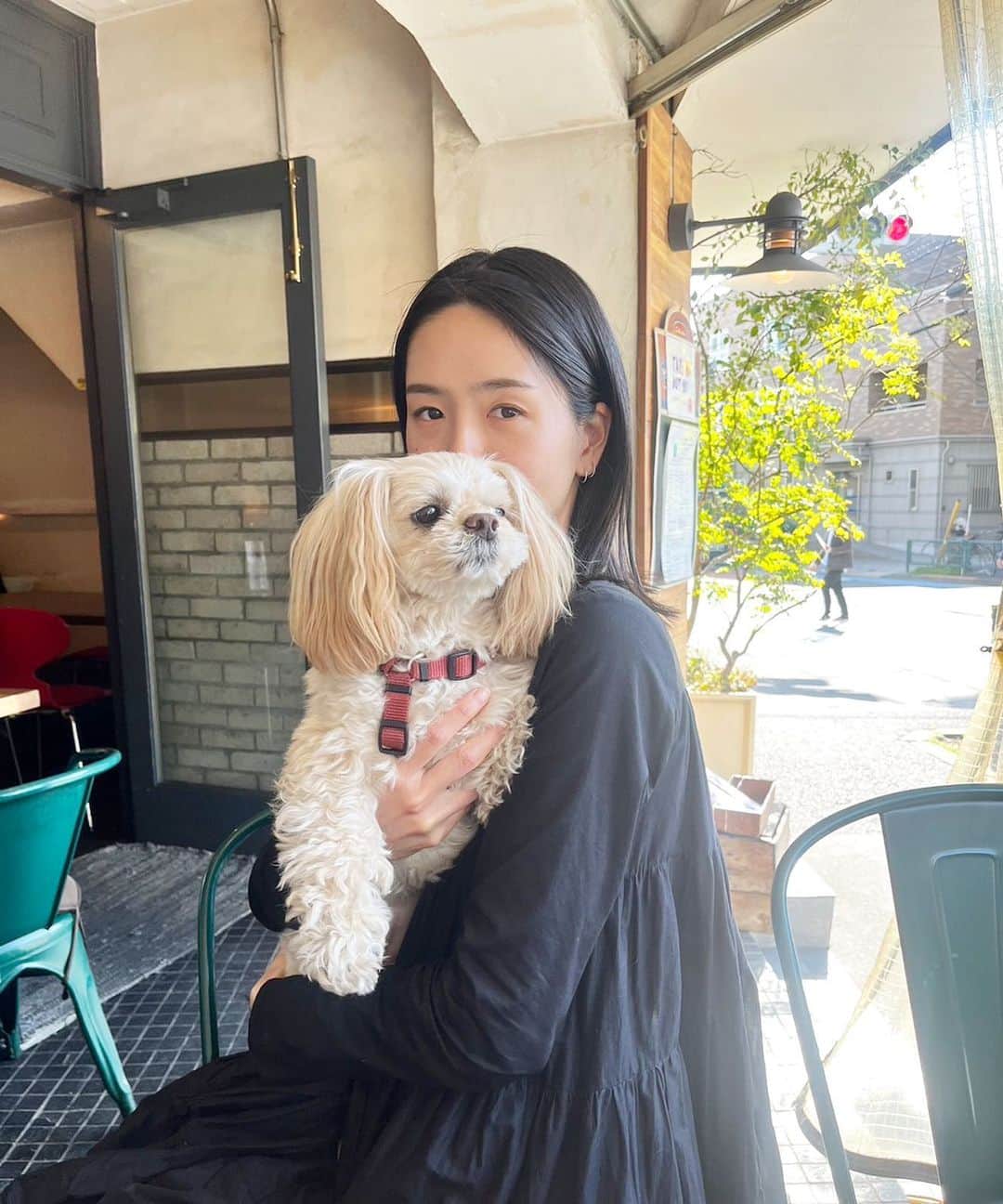 のインスタグラム：「sophie 🐾  #ぺきぷー  #みっくすけん」