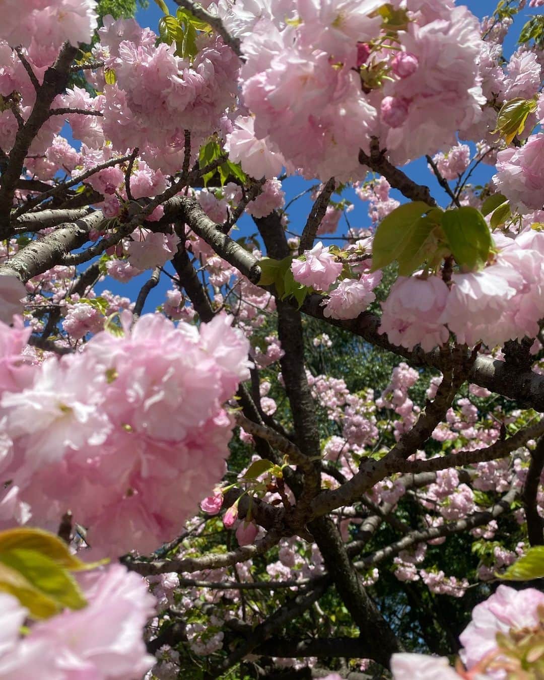 原満莉菜さんのインスタグラム写真 - (原満莉菜Instagram)「風も強しで、もうほとんどお花ない見になってしまいました😥🌸 が綺麗でした🌸  ． ． ． ． #お花見 #桜」4月10日 16時32分 - marina_serizawa