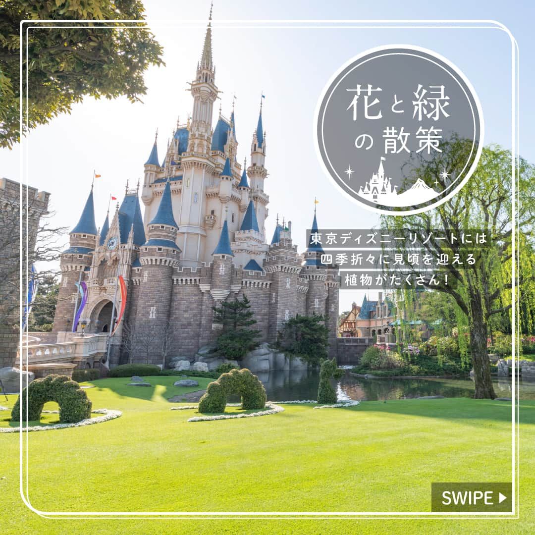 東京ディズニーリゾートさんのインスタグラム写真 - (東京ディズニーリゾートInstagram)「⁡ これからの季節に東京ディズニーランドで見ることができる植物をご紹介します🎶 ⁡ #agrostisstolonifera #cinderellacastle #tokyodisneyland #tokyodisneyresort #クリーピングベントグラス #シンデレラ城 #東京ディズニーランド #東京ディズニーリゾート #花と緑の散策」4月10日 16時31分 - tokyodisneyresort_official