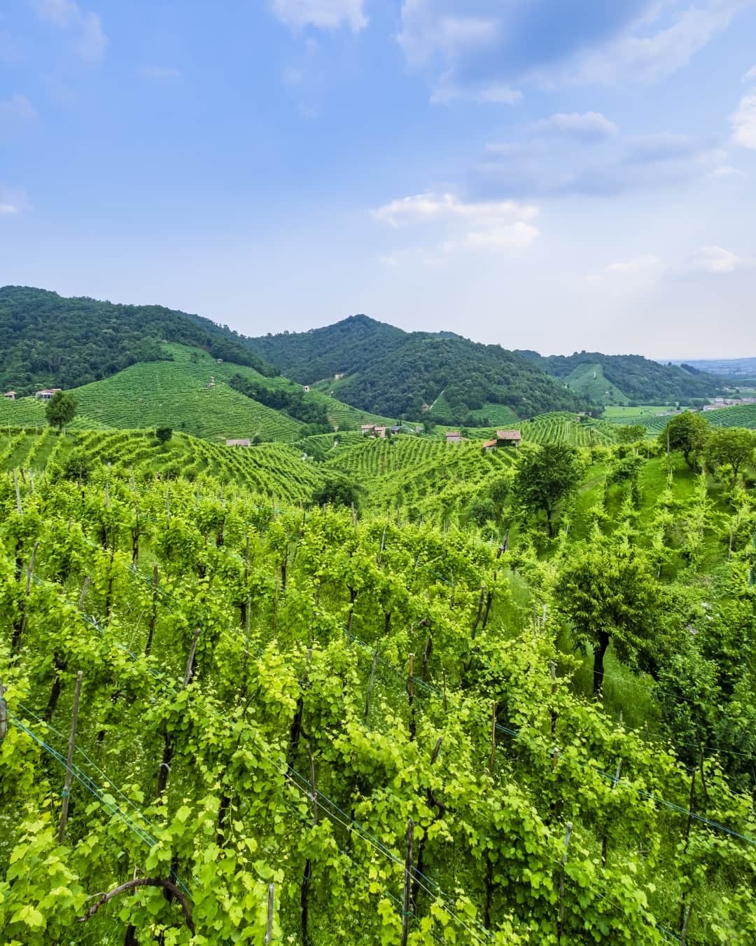 Mionetto Proseccoのインスタグラム：「🥂 Per il lunedì di Pasqua scegli una gita sulle colline eroiche di Valdobbiadene, la cornice perfetta per gustare il nostro iconico Prosecco e scoprire la nostra storia.  🥂 For Easter Monday, choose a trip to the heroic hills of Valdobbiadene, the perfect setting to taste our iconic Prosecco and discover our history.  mionetto #prosecco  #mionettoeshop  #mionettoprosecco  #mionettoinsieme #orangesoul  #rosewine #rosewinelovers #proseccorosé #proseccolover #proseccotime #proseccosuperiore #proseccohills #collinedelprosecco  Bevi Mionetto responsabilmente⁣⁣⁣⁣ Enjoy Mionetto responsibly」