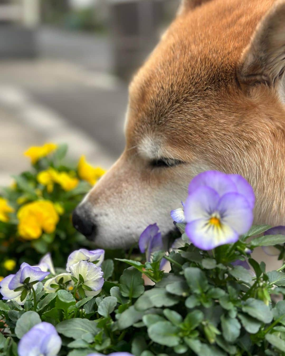 まる（まるたろう）さんのインスタグラム写真 - (まる（まるたろう）Instagram)「春はお花がいっぱいで楽しいね〜 #まるの目線で見れるお花 #大変助かります #ニオイもいい感じ  #月曜日は笑顔で頑張る日 #まるお花博士になりたいの」4月10日 16時38分 - marutaro