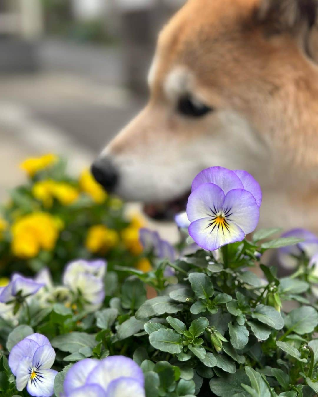 まる（まるたろう）さんのインスタグラム写真 - (まる（まるたろう）Instagram)「春はお花がいっぱいで楽しいね〜 #まるの目線で見れるお花 #大変助かります #ニオイもいい感じ  #月曜日は笑顔で頑張る日 #まるお花博士になりたいの」4月10日 16時38分 - marutaro