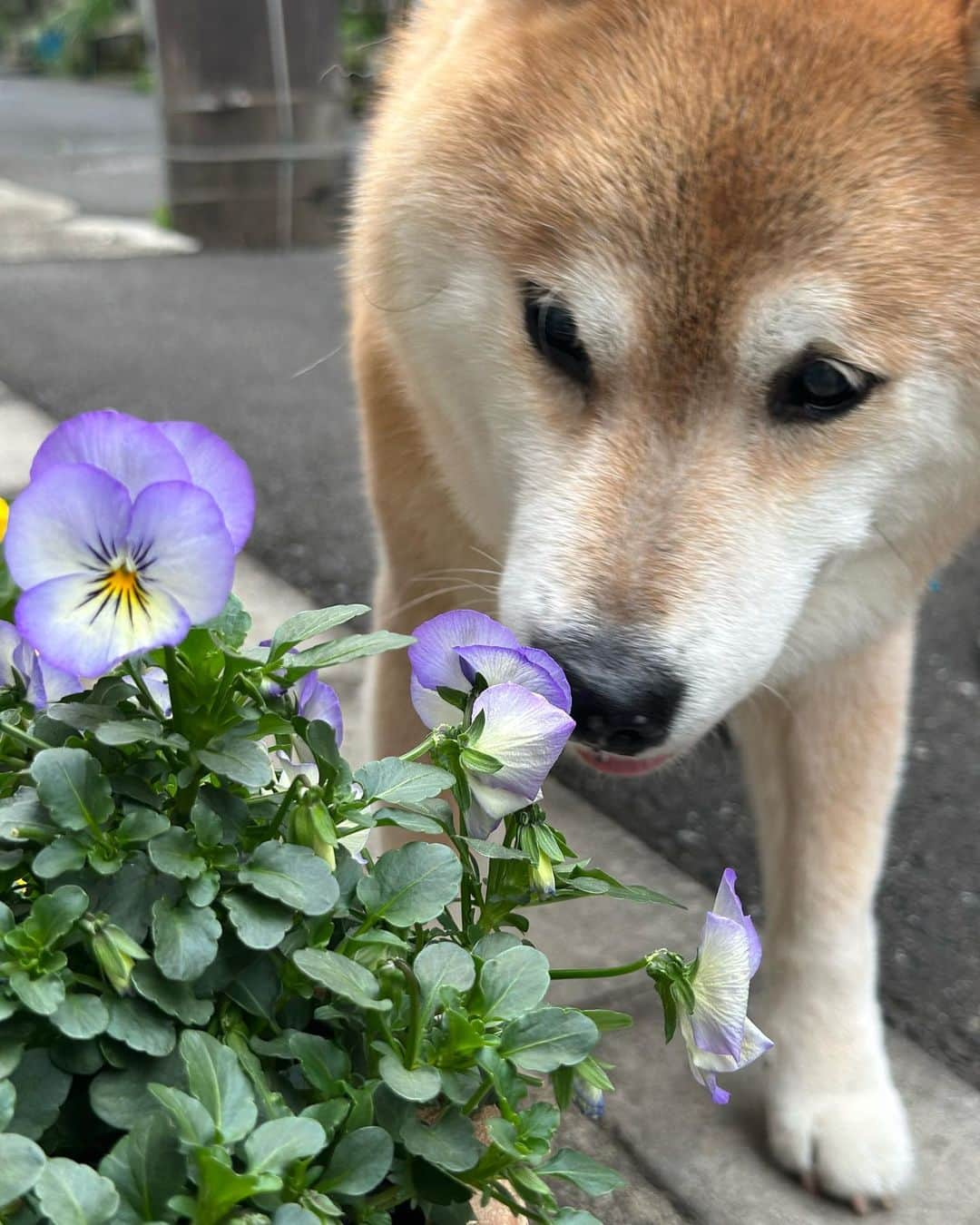 まる（まるたろう）のインスタグラム：「春はお花がいっぱいで楽しいね〜 #まるの目線で見れるお花 #大変助かります #ニオイもいい感じ  #月曜日は笑顔で頑張る日 #まるお花博士になりたいの」