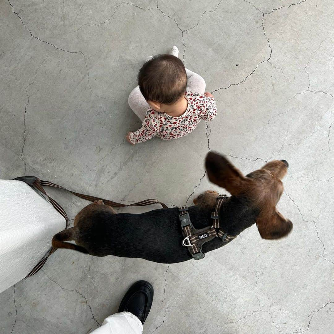 中田みのりのインスタグラム：「フリマ2日間ありがとうございました！犬たちの写真しかない🐕❤️‍🔥」