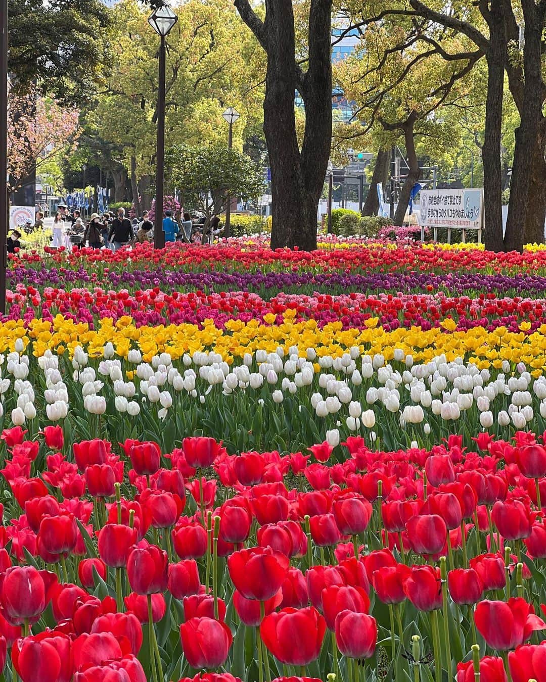 Sayuri（岸岡小百合）さんのインスタグラム写真 - (Sayuri（岸岡小百合）Instagram)「* 今の時期、横浜はお花が満開🌷  横浜の街を舞台に 美しい花と緑をネックレスのようにつなぐ 「ガーデンネックレス横浜 2023」が開催されていて、 横浜公園のチューリップや赤れんがのフラワーガーデン、 山下公園などなど、見どころ満載😊  5月には山下公園のバラ園が満開になります🌹  週末もチューリップを観に行ってきました😊  この日着ていた　@_bluelea_ のトップスは あたたかい日にぴったりで、ヘビロテしています🤣‼️ 形がとーっても可愛くて、 カジュアルにもフォーマルにも着ることができますよ😊✨  4/14に再販するみたいです♪  #bluelea #ootd #横浜 #横浜公園　#春 #spring #ガーデンネックレス横浜  #ガーデンネックレス横浜2023 #アンテプリマ #anteprima」4月10日 17時08分 - sayuuringo