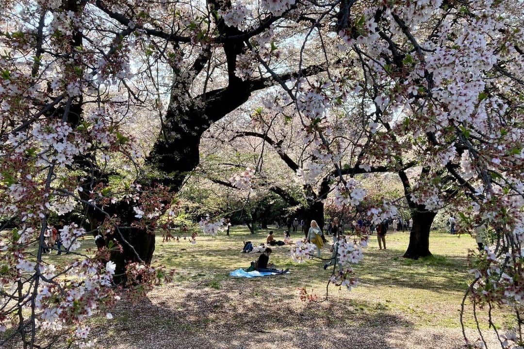 The Japan Timesさんのインスタグラム写真 - (The Japan TimesInstagram)「For the first time since the beginning of the pandemic — when large gatherings were discouraged and at times blocked by local authorities — spring returned to normal as people converged at famous cherry blossom viewing spots in Tokyo to enjoy the sakura. As the last petals begin to fall, here are some moments as captured by the JT staff.  Photos 1-2 (Meguro River), @louise.claire.wagner  Photo 3 (Ueno Park), Dan Traylor  Photos 4-8 (Meguro River, Shinjuku Gyoen, Chidorigafuchi Moat), Tom Hanaway . . . . . . #Japan #Tokyo #Meguro #meguroriver #ueno #uenopark #shinjukugyoen #chidorigafuchi #hanami #sakura #spring #cherryblossom #cherryblossoms #nature #japantimes #日本 #東京 #目黒 #目黒川 #上野 #上野公園 #新宿御苑 #千鳥ヶ淵 #花見 #桜 #さくら #自然 #春 #ジャパンタイムズ #🌸」4月10日 17時18分 - thejapantimes