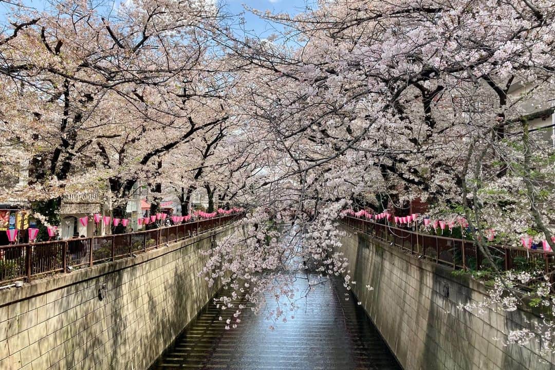 The Japan Timesさんのインスタグラム写真 - (The Japan TimesInstagram)「For the first time since the beginning of the pandemic — when large gatherings were discouraged and at times blocked by local authorities — spring returned to normal as people converged at famous cherry blossom viewing spots in Tokyo to enjoy the sakura. As the last petals begin to fall, here are some moments as captured by the JT staff.  Photos 1-2 (Meguro River), @louise.claire.wagner  Photo 3 (Ueno Park), Dan Traylor  Photos 4-8 (Meguro River, Shinjuku Gyoen, Chidorigafuchi Moat), Tom Hanaway . . . . . . #Japan #Tokyo #Meguro #meguroriver #ueno #uenopark #shinjukugyoen #chidorigafuchi #hanami #sakura #spring #cherryblossom #cherryblossoms #nature #japantimes #日本 #東京 #目黒 #目黒川 #上野 #上野公園 #新宿御苑 #千鳥ヶ淵 #花見 #桜 #さくら #自然 #春 #ジャパンタイムズ #🌸」4月10日 17時18分 - thejapantimes