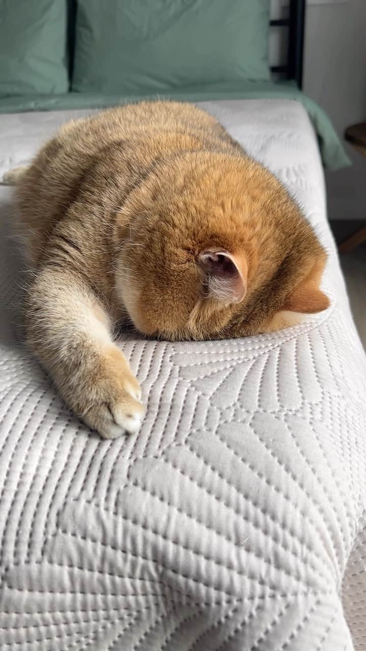 のインスタグラム：「Fluffy bumblebee 🐝」