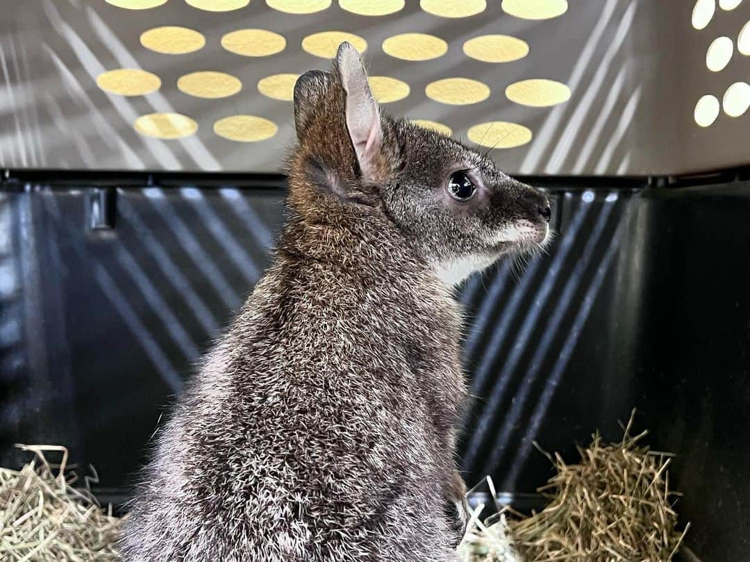 【公式】福岡ECO動物海洋専門学校のインスタグラム：「今日から新学期がスタートしました👏👏  なんとこの春から新たにワラビーのらびちゃんが仲間になりました☺️  これから少しずつ慣らしていくので温かく見守って下さいね😊  #福岡eco #福岡eco動物海洋専門学校 #専門学校 #ワラビー」