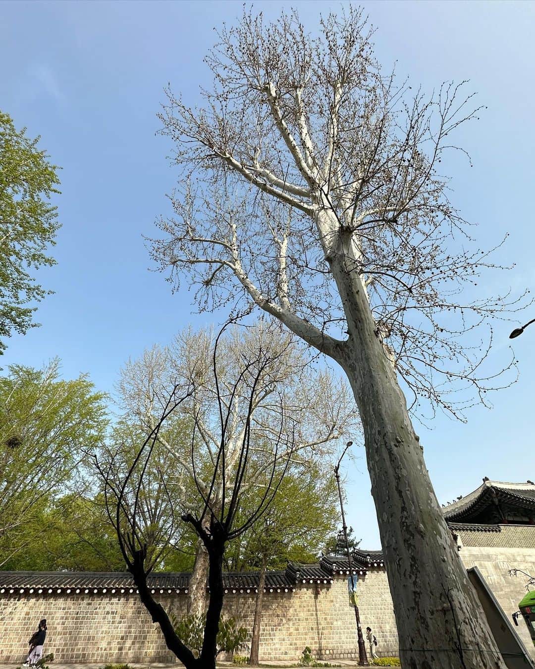 リュ・ファヨンさんのインスタグラム写真 - (リュ・ファヨンInstagram)「날씨도 좋은데, 산책어때요?」4月10日 17時34分 - hwayoung_ryu_93