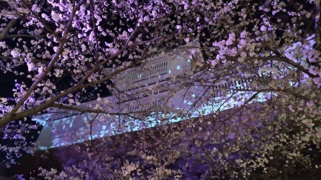 KSBアナウンサーさんのインスタグラム写真 - (KSBアナウンサーInstagram)「🎤 宮川です。 先日、津山市の鶴山公園から桜の中継をしました。 美しい桜、幻想的なライトアップ、いつ食べてもおいしいホルモンうどん…。 その魅力が少しでも伝わっていたらうれしい限りです。  実は、いわゆる「イベント中継」は初めてでした。 （これまでに経験したのは事件現場や高校野球関連） 中継ならではの「臨場感」をもっと伝えられるよう精進します。  仕事に手いっぱいで自分が入った写真を撮り忘れました…。  #さくら #桜 #夜桜 #ライトアップ #岡山県 #津山市 #鶴山公園  #5ch #KSB瀬戸内海放送 #岡山 #香川 #okayama #kagawa #宮川周三 #アナウンサー #男性アナウンサー #テレビ局」4月10日 17時47分 - ksb_announcer