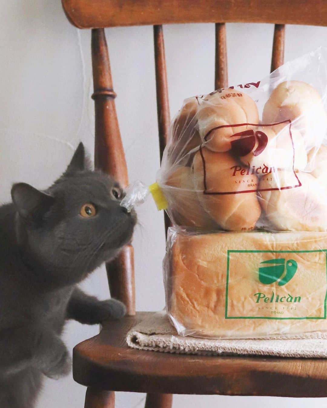 樋口正樹さんのインスタグラム写真 - (樋口正樹Instagram)「Pelican 🍞 . ペリカンのパン２つ調達。 実は東京スカイツリーの 北野エースで買えるのさ。 . . . #泥棒猫 #ペリカン #ペリカンのパン #パンのペリカン #小ロール #食パン #パン屋さん巡り #北野エースで購入 #北野エース #東京スカイツリーグルメ #pelican #bakerpelican #tokyoskytree」4月10日 17時49分 - higuccini