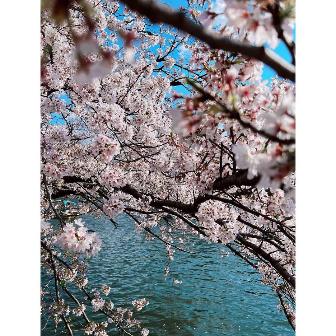 ダンソン・タンさんのインスタグラム写真 - (ダンソン・タンInstagram)「隨意走走 看不完 發不完📸 - #DT #tokyo #cherryblossom  #唐禹哲」4月10日 18時00分 - dt_0902