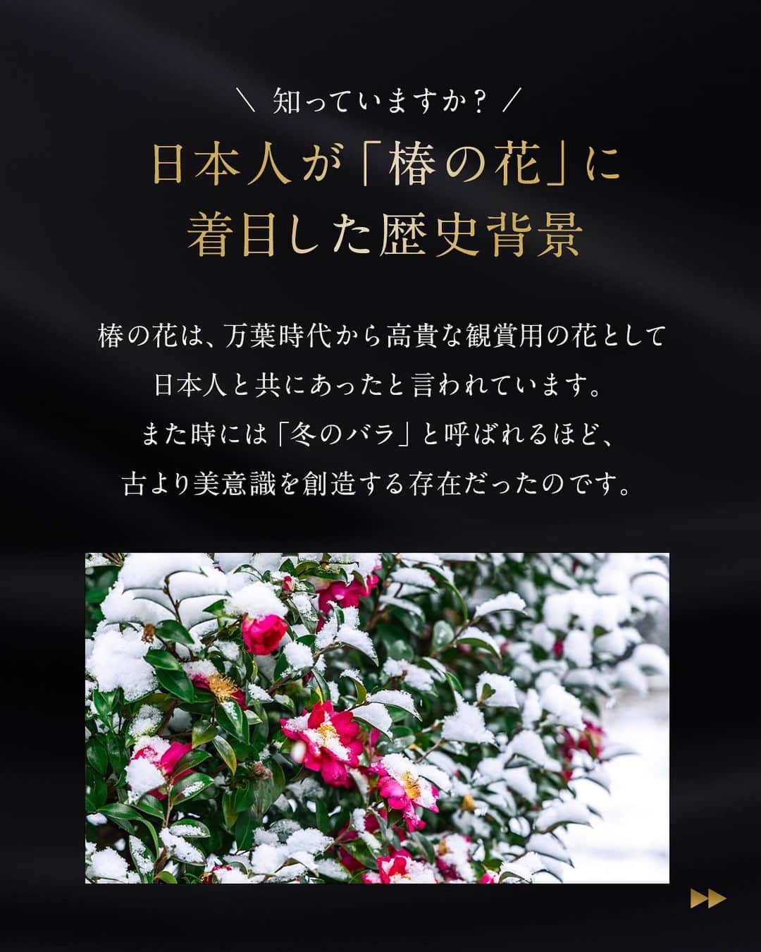 TSUBAKI（資生堂）さんのインスタグラム写真 - (TSUBAKI（資生堂）Instagram)「＼椿の花に着目した背景～古からの美意識～ ／  奥深く、高貴な花として存在する椿。 今回は、椿の花が日本人の美意識の象徴となった理由を開発担当者がご紹介します🌸  ―――――――――――――――――― vol,01「TSUBAKIと椿オイル*の出会い」は 2月8日の投稿をcheck！ 👉 @tsubaki_jp ――――――――――――――――――  *ツバキ種子油（ツヤ）  #TSUBAKI #ヘアマスク #ヘアパック #ヘアケア #ダメージヘアケア #おすすめシャンプー #モテ髪 #コスメレポ #シャンプーマニア #美髪ケア #美髪マニア #おすすめヘアケア #乾燥 #バズりコスメ #ドラコス #椿 #椿オイル #椿油 #ヘアケア方法」4月21日 12時05分 - tsubaki_jp