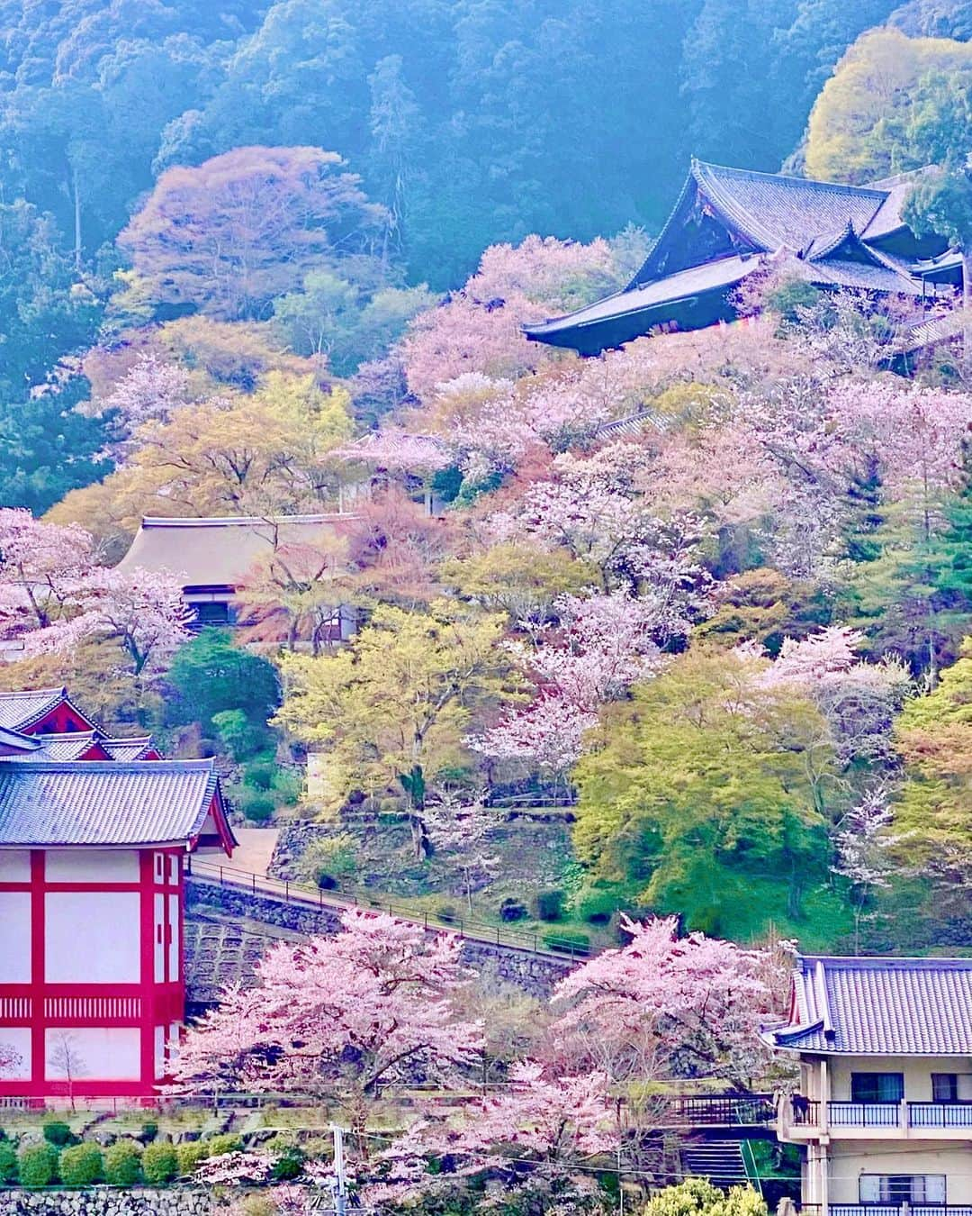 hama_aki_pppさんのインスタグラム写真 - (hama_aki_pppInstagram)「奈良県桜井市#総本山長谷寺 (スライドして下さい)  Location Nara  Japan (Swipe)   2023.04.02   奈良桜巡り3軒目は#奈良長谷寺  ソメイヨシノはピークを過ぎてしまった感じでしたが、さすが#花の寺 🌸🌸 色んな種類の桜が咲き乱れていたのでピークを過ぎた感はありませんでした　 3枚目と5枚目、動画入れました🤳 最後、399段の回廊階段です　  #神社仏閣  #寺社仏閣  #奈良県景観資産  #わたしは奈良派  #関西でお写んぽ  #日本の美しい風景  #キリトリセカイ　 #おとな旅プレミアム  #wp_japan  #日本の写し方　 #lovers_amazing_group  #ptk_japan  #japan_walker  #japan_beautiful_place  #histrip_japan  #japanesetemple #visitjapanjp  #deaf_b_j_  #j_flower_shots  #日本庭園  #japanesegarden  #beautiful_kansai  #lovers_united_japan  #cooljapanvideos  #スマホ撮影  #iphone越しの私の世界  #iphonephotography」4月10日 17時57分 - hama_aki_ppp