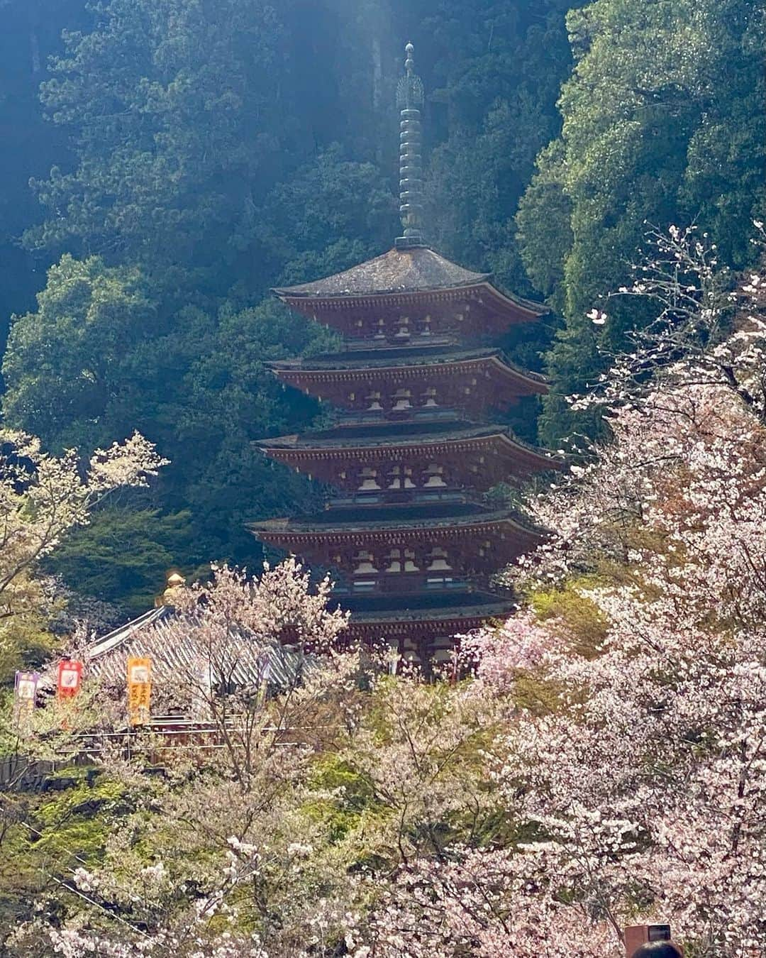 hama_aki_pppさんのインスタグラム写真 - (hama_aki_pppInstagram)「奈良県桜井市#総本山長谷寺 (スライドして下さい)  Location Nara  Japan (Swipe)   2023.04.02   奈良桜巡り3軒目は#奈良長谷寺  ソメイヨシノはピークを過ぎてしまった感じでしたが、さすが#花の寺 🌸🌸 色んな種類の桜が咲き乱れていたのでピークを過ぎた感はありませんでした　 3枚目と5枚目、動画入れました🤳 最後、399段の回廊階段です　  #神社仏閣  #寺社仏閣  #奈良県景観資産  #わたしは奈良派  #関西でお写んぽ  #日本の美しい風景  #キリトリセカイ　 #おとな旅プレミアム  #wp_japan  #日本の写し方　 #lovers_amazing_group  #ptk_japan  #japan_walker  #japan_beautiful_place  #histrip_japan  #japanesetemple #visitjapanjp  #deaf_b_j_  #j_flower_shots  #日本庭園  #japanesegarden  #beautiful_kansai  #lovers_united_japan  #cooljapanvideos  #スマホ撮影  #iphone越しの私の世界  #iphonephotography」4月10日 17時57分 - hama_aki_ppp